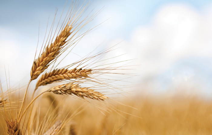Medvedev, Russia annulla tassa su esportazioni di grano